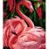 Paint by number Strateg Pink flamingos on a colored background size 40x50 cm (MZ062)