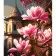 Paint by number Strateg Sakura on the background of a Chinese pagoda on a colored background, size 40x50 cm (MZ066)