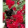 Paint by number Strateg PREMIUM Cat in red flowers with varnish size 40х50 cm VA-3593