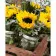 Paint by number Strateg PREMIUM Sunflowers in jars with varnish size 40х50 cm VA-3613