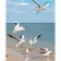 Paint by number Strateg PREMIUM Lightness of seagulls with varnish and level size 40х50 cm VA-3638