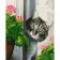 Paint by number Strateg PREMIUM Cat and pink geranium with varnish size 40х50 cm VA-3656