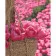 Paint by number Strateg PREMIUM Pink tulips with varnish size 40х50 cm VA-3664