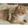 Diamond mosaic Strateg PREMIUM Mother with a cat size 30х40 cm HX439