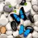 Paint by numbers Strateg PREMIUM Butterflies on stones size 40x40 cm (SK002)