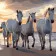 Paint by numbers Strateg PREMIUM Horses on the coast size 40x40 cm (SK012)