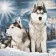 Paint by numbers Strateg PREMIUM Snowy Huskies size 40x40 cm (SK051)