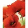 Diamond mosaic Strateg PREMIUM Poppies 40x50 cm (SK85944)