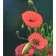 Diamond mosaic Strateg PREMIUM Red poppy size 40x50 cm (SK88221)