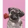 Paint by number SS-6403 "Pug with a rose", 30x40 cm