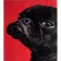 Paint by numbers Strateg PREMIUM French bulldog size 30x40 cm (SS-6492)