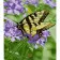 Paint by numbers Strateg PREMIUM Contours of a butterfly size 30x40 cm (SS-6502)