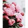Paint by numbers Strateg PREMIUM Magic peonies with varnish size 30х40 sm (SS-6505)