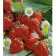 Paint by numbers Strateg PREMIUM Sweet strawberry size 30x40 cm (SS-6512)
