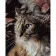 Paint by numbers Strateg PREMIUM Cat in flowers with varnish size 30х40 sm (SS-6520)