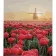 Paint by numbers Strateg PREMIUM Tulip field size 30x40 cm (SS-6545)