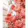 Paint by numbers Strateg PREMIUM Magnificent roses with varnish size 30х40 sm (SS-6596)