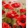 Paint by number Strateg PREMIUM Poppy mood with varnish and level 30x40 cm (SS1003)