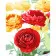 Paint by number Strateg PREMIUM Chic peonies with varnish and level 30x40 cm (SS1012)