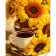 Картина за номерами Strateg ПРЕМІУМ Кава серед соняшників з лаком та з рівнем розміром 30х40 см (SS1013)