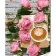 Paint by number Strateg PREMIUM Coffee among pink roses with varnish and level 30x40 cm (SS1041)