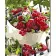Paint by number Strateg PREMIUM Berry breakfast with varnish and level 30x40 cm (SS1043)