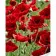 Paint by number Strateg PREMIUM Poppy field with varnish and level 30x40 cm (SS1084)