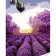 Paint by number Strateg PREMIUM Balls over lavender fields with varnish and level 30x40 cm (SS1086)