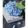Paint by number Strateg PREMIUM Blue hydrangea with varnish and level 30x40 cm (SS1126)