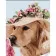 Paint by number Strateg PREMIUM Labrador in a hat with varnish and level 30x40 cm (SS1133)
