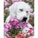 Paint by number Strateg PREMIUM Labrador in magical colors with varnish and level 30x40 cm (SS1135)