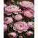 Paint by numbers Strateg PREMIUM Pink peonies 30x40 cm (SS1196)