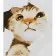 Paint by numbers Strateg PREMIUM Curious kitten size 30x40 cm (SS6633)