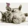 Paint by number Strateg PREMIUM Kitten with a butterfly with varnish size 30x40 cm (SS6734)