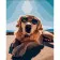 Paint by number Strateg PREMIUM Dog on vacation with varnish size 30x40 cm (SS6737)