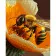 Картина за номерами Strateg ПРЕМІУМ Любителька меду з лаком розміром 30х40 см (SS6778)