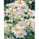 Paint by number Strateg PREMIUM Snow-white daisies with varnish size 30x40 cm (SS6796)