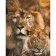 Paint by number Strateg PREMIUM Lions - father and son with varnish size 30x40 cm (SS6797)