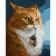 Paint by number Strateg PREMIUM Cat and mouse with varnish size 30x40 cm (SS6803)
