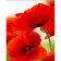 Paint by number Strateg PREMIUM Poppies with varnish size 30x40 cm (SS6805)