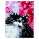 Картина за номерами Чорно-білий котик 30х40 см SV-0006
