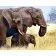 Картина за номерами Сім'я величних слонів 40х50 см SY6189