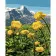 Paint by number Premium SY6239 "Buttercups in the mountains", 40x50 cm