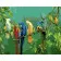 Paint by number Premium SY6269 "Parrots on a branch", 40x50 cm