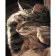 Paint by number Premium SY6317 "Sleepy Kitten", 40x50 cm