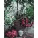 Картина за номерами Strateg Зібрані квіти на кольоровому фоні розміром 40х50 см (SY6415)