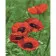 Paint by number Premium SY6428 "Poppies under the sun", 40x50 cm