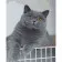 Картина по номерам Премиум Интересный котик 40х50 см SY6450
