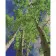 Paint by number Premium SY6454 "Birch Grove", 40x50 cm