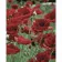Paint by number Strateg Poppy field on a colored background size 40x50 cm (SY6510)